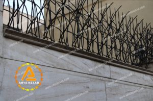 حفاظ شاخ گوزنی نیزار